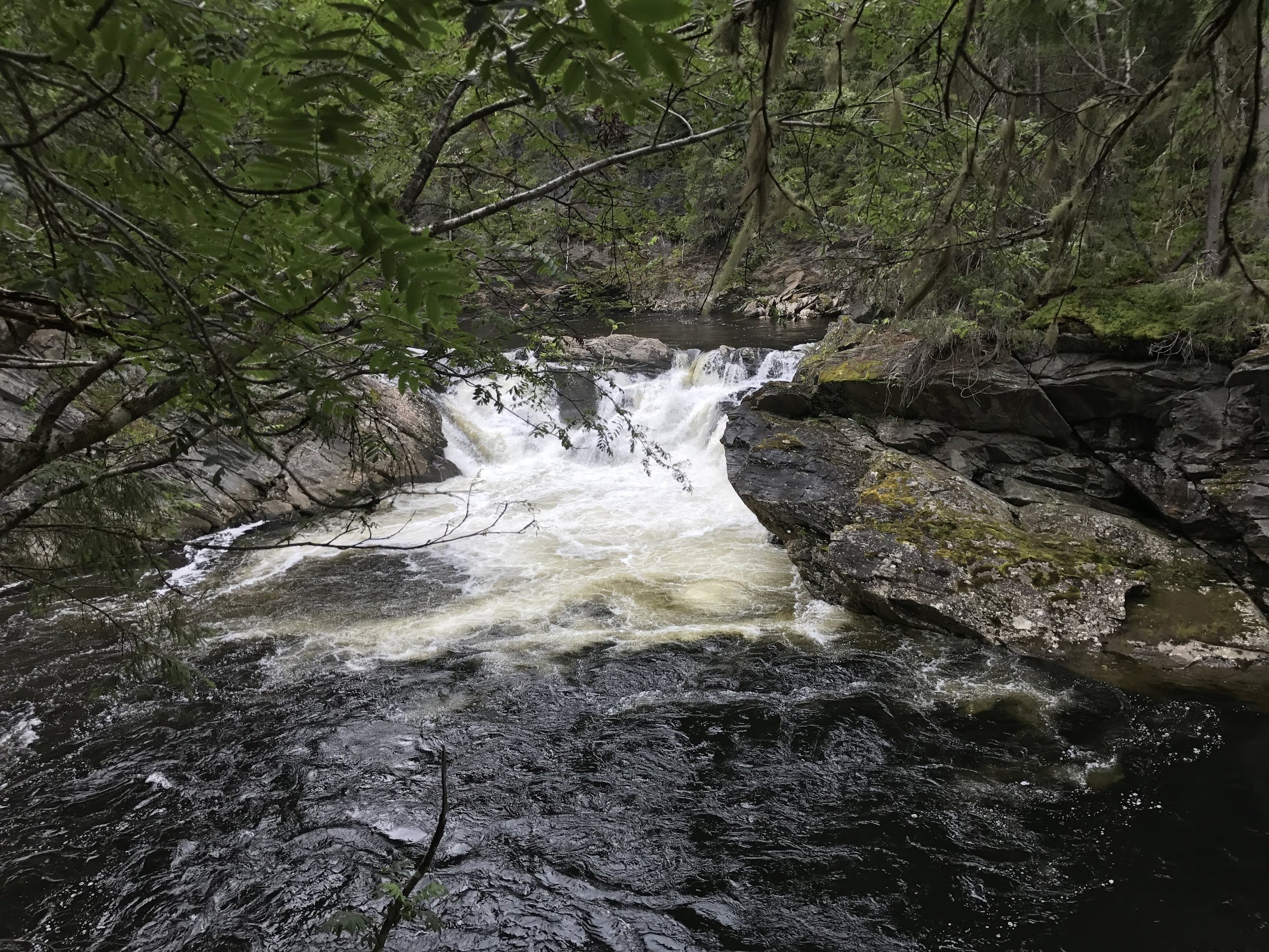 Forollhogna nasjonalpark